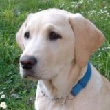 Profilbild von Labradorfreundin